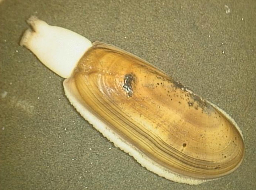 razor clam